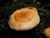 Falscher Pfifferling